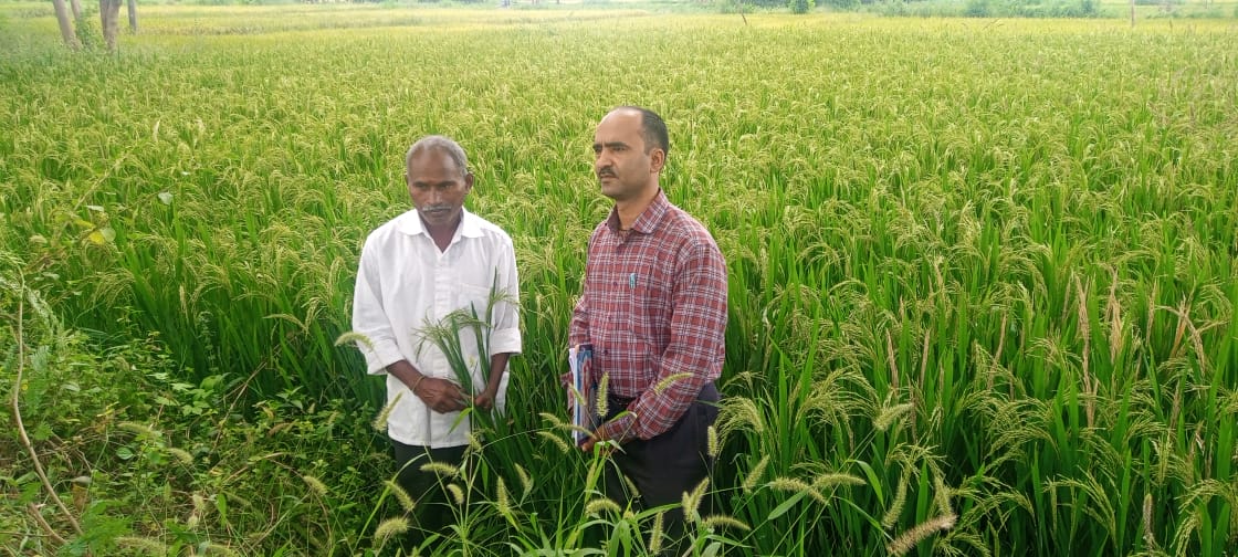 Two individuals examining a healthy rice crop in the field