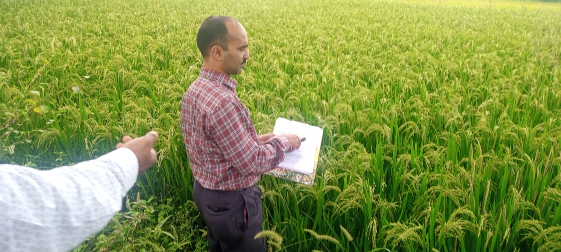 Field inspection of a growing paddy crop